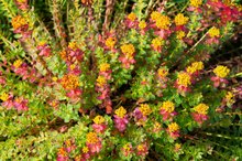 Rhodiola Rosea & Zoloft