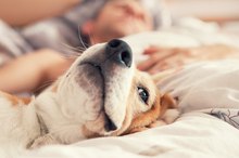 Allergic Reactions From Pet Dander