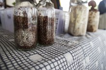 Taking Reishi Mushrooms While Pregnant
