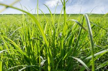 Allergy to Wheat Grass
