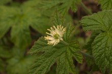 Goldenseal for UTI Symptoms