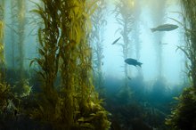 What Are the Health Benefits of Kelp for High Blood Pressure & Cholesterol?