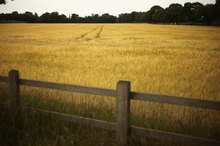 List of Wheat-Free Foods