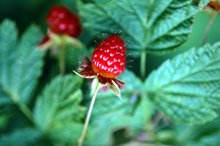 Does Red Raspberry Leaf Tea Help Postpartum Bleeding?