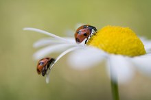 Alternatives to Herbicides & Pesticides