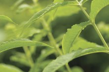 How Much EPA & DHA Are in Chia Seeds?