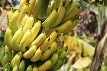 The Disadvantages of Bananas