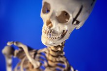 Specialized Cells in the Skeletal System