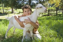 Toddler & Preschool Farm-Themed Social Studies Activities