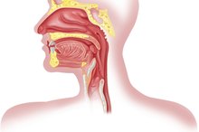 Functions of the Nose
