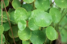 Ayurvedic Herbs for the Pituitary Gland