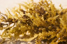 The Advantages & Disadvantages of Algae