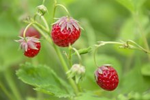 Cleansing Fruits for the Stomach