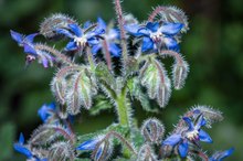 Borage Oil Side Effects
