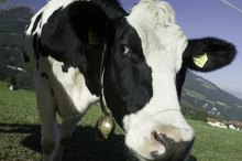 Does Kefir Milk Have More Benefits Than Whey Protein?