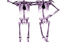 Nutrition of Bone vs. Nutrition of Cartilage
