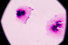 The Link Between White Blood Cells & Protein