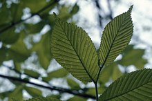 Nutritional Value of Slippery Elm