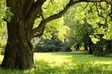 Oak Pollen Allergy Symptoms