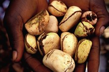 Allergy & the Kola Nut