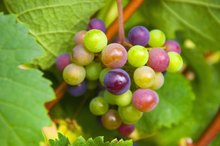 Grapes & Acne