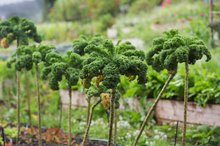Anemia & Vitamin K