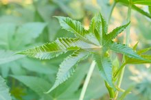 Does Castor Oil Help Sagging Skin?