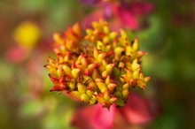 Rhodiola Interactions