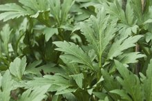Side Effects of Black Walnut Wormwood Complex