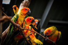 A Bird Allergy With a Skin Rash