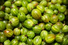 Herbs for Vestibular Disorders