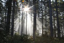 Effects of Ultraviolet Light on DNA