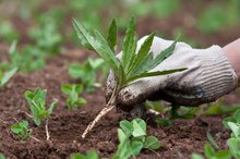 Health Effects of Weed Killers