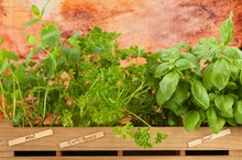 Herbal Remedies for Hives