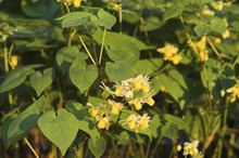How to Take Horny Goat Weed