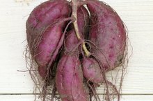 Can Low Potassium Cause Death?