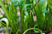 Wheatgrass & Menstruation