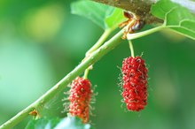 Lida Daidaihua Diet Pill Warnings