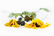 Arnica Poisoning