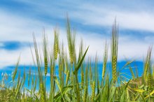 Wheat Dextrin & Fiber