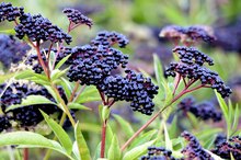 Elderberry As a Supplement