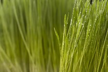 Wheatgrass & Vitamin K