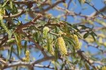 Acacia Allergy