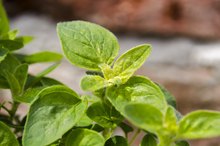 Oregano Tea Side Effects