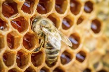 What Is Raw, Unfiltered Honey?