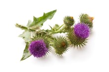 Herbal Remedies for Leukemia