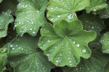 Herbs That Stop Heavy Bleeding With Fibroids