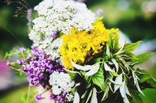 Herbs That Promote Blood Clotting