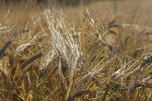 Difference Between Wheat Bran & Wheat Germ
