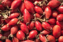 Allergy to Rose Hips